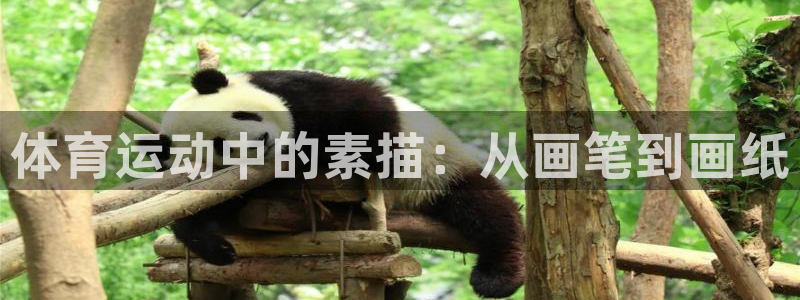 球派体育软件下载
